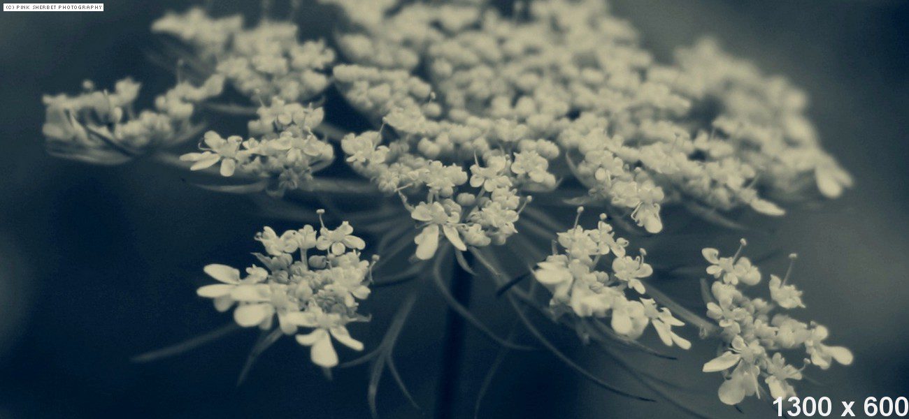 dummy-1300×600-LaceFlower