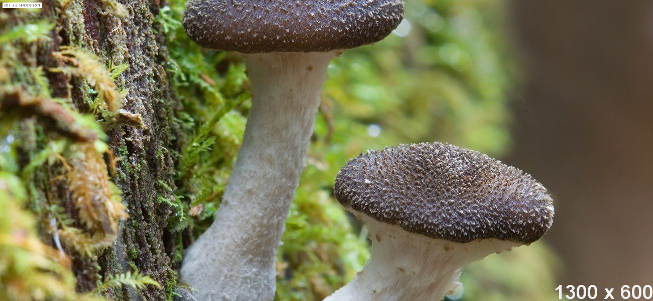 dummy-1300×600-Mushroom